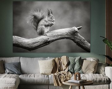 Squirrel in black and white I by Cindy Van den Broecke