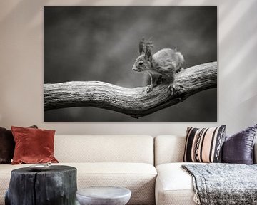 Squirrel on branch in black and white II by Cindy Van den Broecke