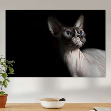 Naaktkat met blauwe ogen