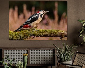 great spotted woodpecker on mossy branch by Arnoud van der Aart