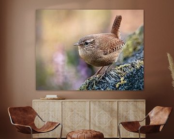 close-up of a wren by Arnoud van der Aart