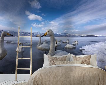 Whooper zwanen op bevroren meer. van Erik Verbeeck
