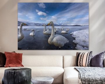 Whooper swans on frozen lake. by Erik Verbeeck