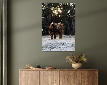 Schotse Hooglander portret in een winters en zonnig bos landschap in Nederland. van Maikel Dijkhuis