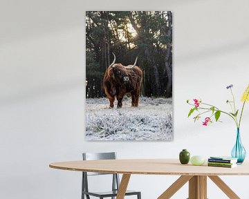 Schotse Hooglander portret in een winters en zonnig bos landschap in Nederland. van Maikel Dijkhuis