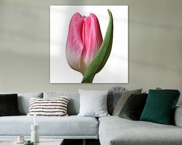 Bloemen canvas foto-kunst schilderij roze tulpen fotografie print online kunst-werk winkel van Nadja Drieling