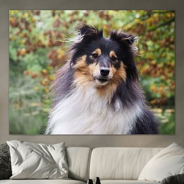 Porträt eines Sheltie-Hundes