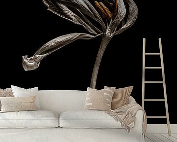 Dried tulip by Steffen Sebastian Schäfer