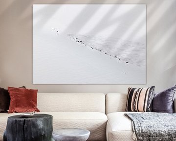 Seals on a drying sandbank. by Sky Pictures Fotografie