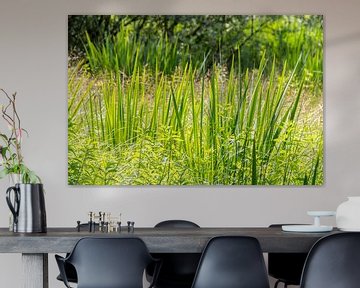 Sunlit marsh plants