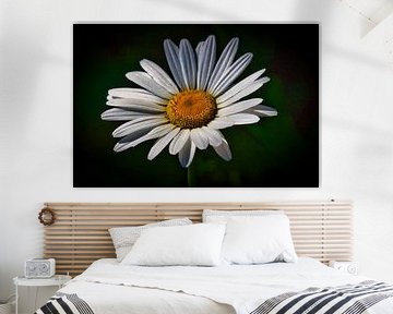 Pferdeblume
