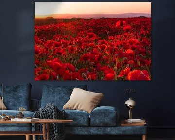 Poppy field at sunrise by Daniela Beyer