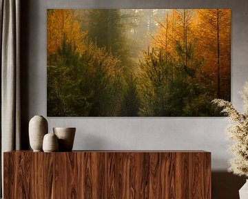 Une forêt de pins brumeuse par une belle journée d'automne sur Sjoerd van der Wal Photographie