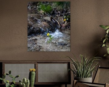 Un ruisseau dans la forêt