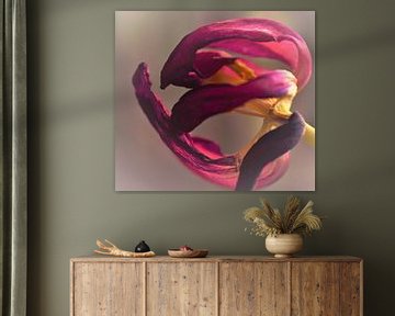 Blühende Tulpe von Dorien Boekema