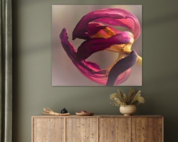 Uitgebloeide tulp