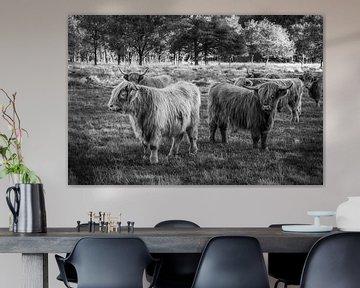 Schotse Hooglander koeien in het Drentse Aa Nationaal Park in Drenthe. van Bas Meelker