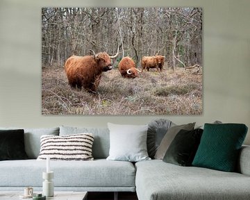 Highland cattle in the burnt pan by Rob Donders Beeldende kunst