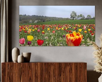 Tulpenveld in Zuid-Duitsland van Achim Prill
