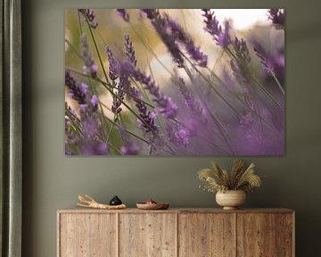 Lavender field by Mirjam Brozius