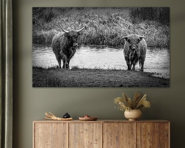 Scottish Highlander with calf walking out of the water black and white