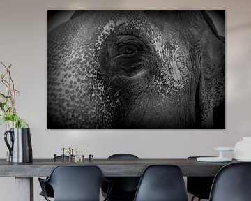 L'œil de l'éléphant sur Lou Wall