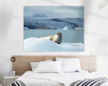 Seal sunbathing on an iceberg in Iceland by Teun Janssen
