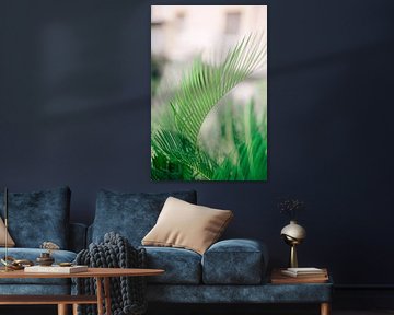 Palm