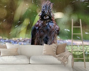 Vlaamse Gaai in bad van Henk van Dijk