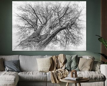 Maple tree black and white without leaves in winter in high-key by Dieter Walther