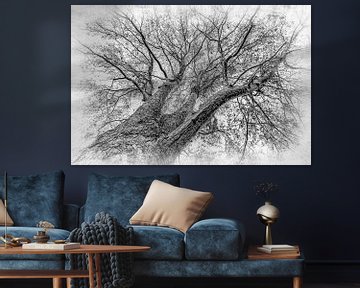 Ahorn Baum schwarz-weiss ohne Blätter im Winter in high-key von Dieter Walther