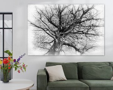 Magnoliaboom zwart-wit zonder bladeren in de winter van Dieter Walther