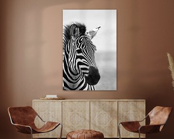 Dromige zebra