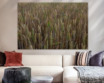 Field with grain still green and brown