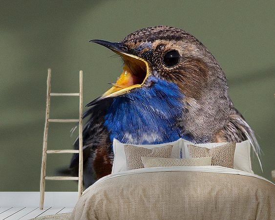 Aperçu de la chambre