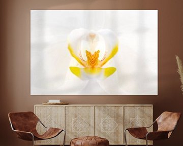Orchidée sur Jan Tuns