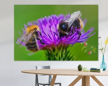 zwei Bienen auf einer Distel