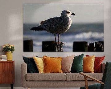 Close up seagull by MSP Canvas