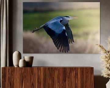 flying heron by bryan van willigen