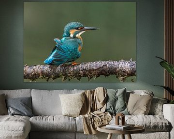Kingfisher shakes out the feathers by Paul Weekers Fotografie