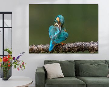 IJsvogel geeft zichzelf een poetsbeurt van Paul Weekers Fotografie