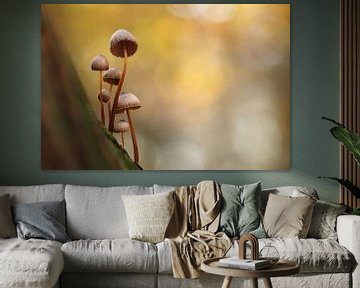Mushrooms by Mireille Breen