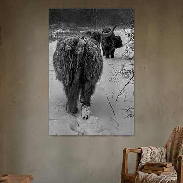 Scottish Highlanders in the snow