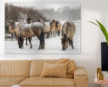 Konik horses in the snow by Dirk van Egmond