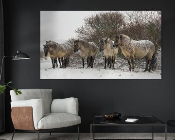 Les chevaux de Konik dans la neige sur Dirk van Egmond