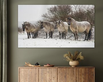 Konik paarden in de sneeuw van Dirk van Egmond