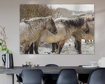 Konikpaarden in de sneeuw van Dirk van Egmond