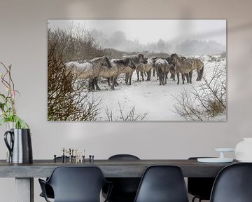 Konikpaarden in de sneeuw