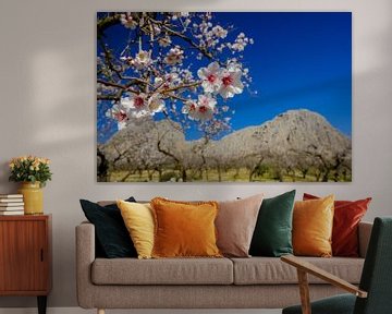 almond blossom by Peter Laarakker