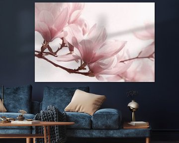 Magnolia by Violetta Honkisz